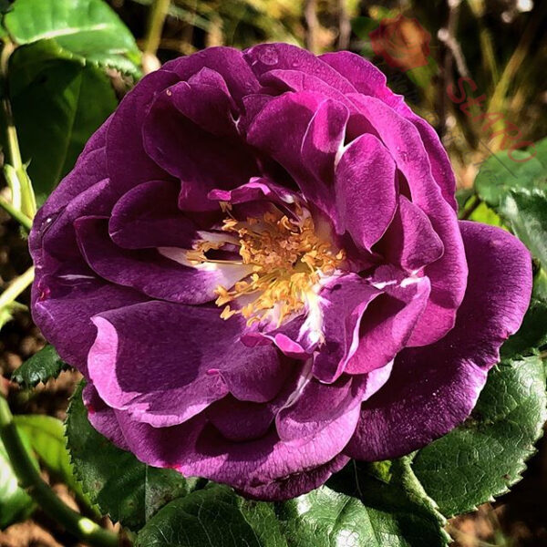 Rhapsody in Blue® - Róża rabatowa - obrazek 4