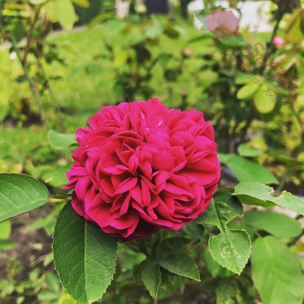 Rose de Rescht - Róża historyczna - obrazek 2