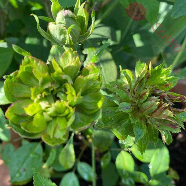 Viridiflora - Róża historyczna - obrazek 6