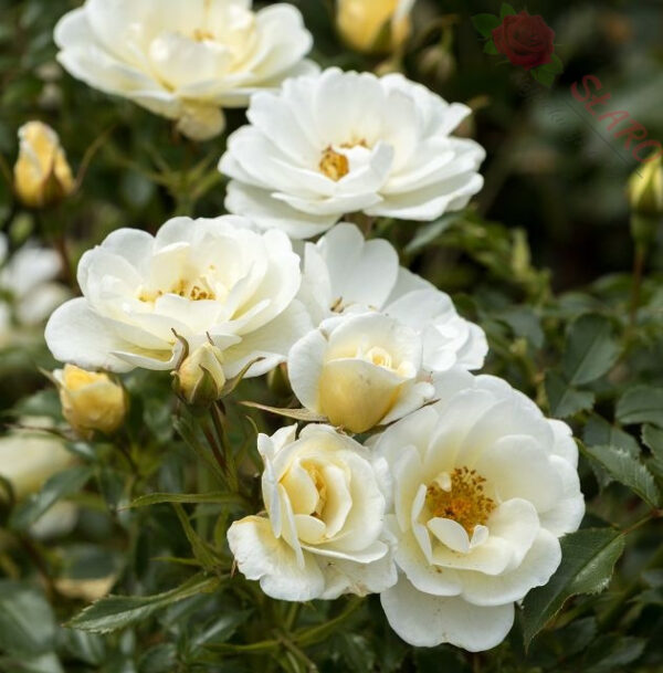 Bienenweide Ivory® - Róża okrywowa