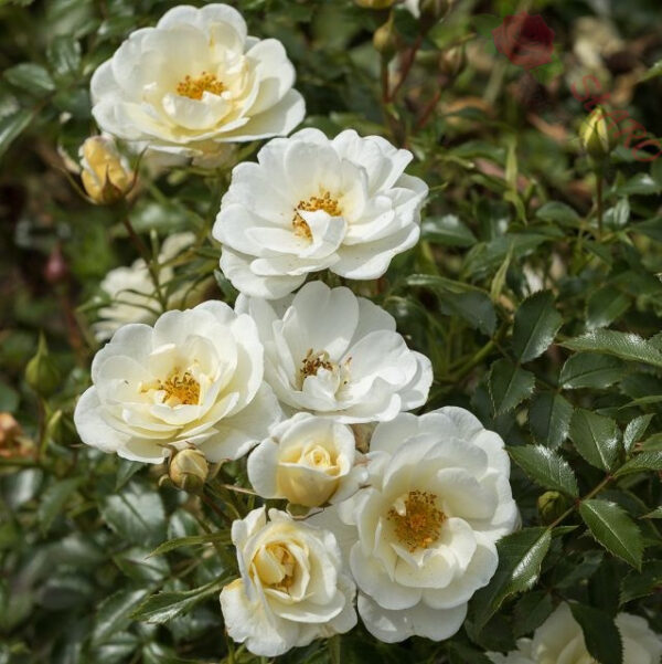 Bienenweide Ivory® - Róża okrywowa - obrazek 2