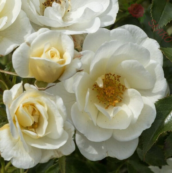 Bienenweide Ivory® - Róża okrywowa - obrazek 3