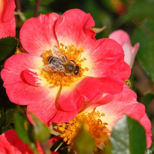 Bienenweide® Bicolor - Róża miniaturowa - obrazek 2