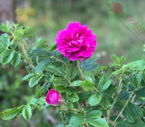 Rosa rugosa Hansa - Róża pomarszczona - obrazek 3