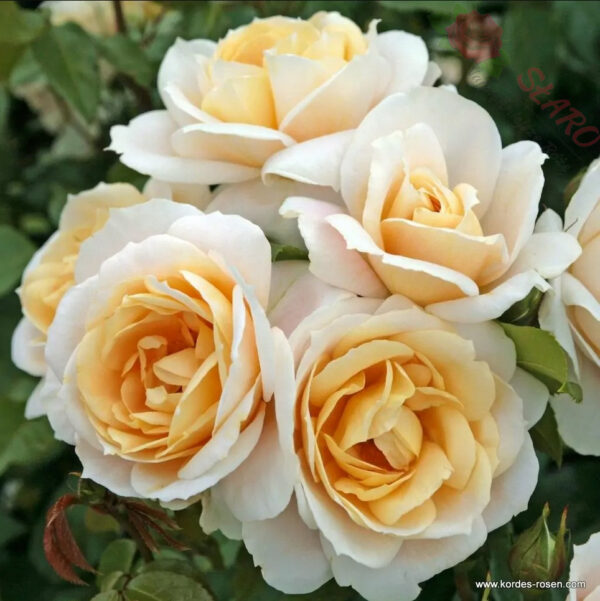 Lions-Rose® - Róża rabatowa - obrazek 2