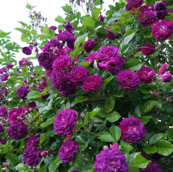 Bleu Magenta - Róża pnąca - obrazek 2