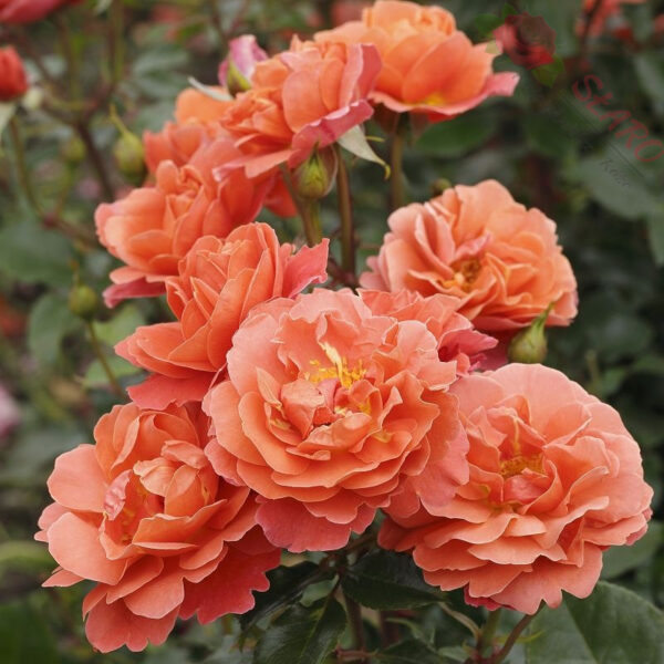 Theodor Fontane Rose® - Róża rabatowa