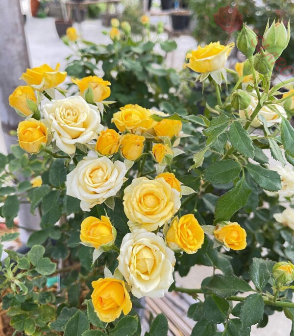 Yellow Fairy - Róża okrywowa