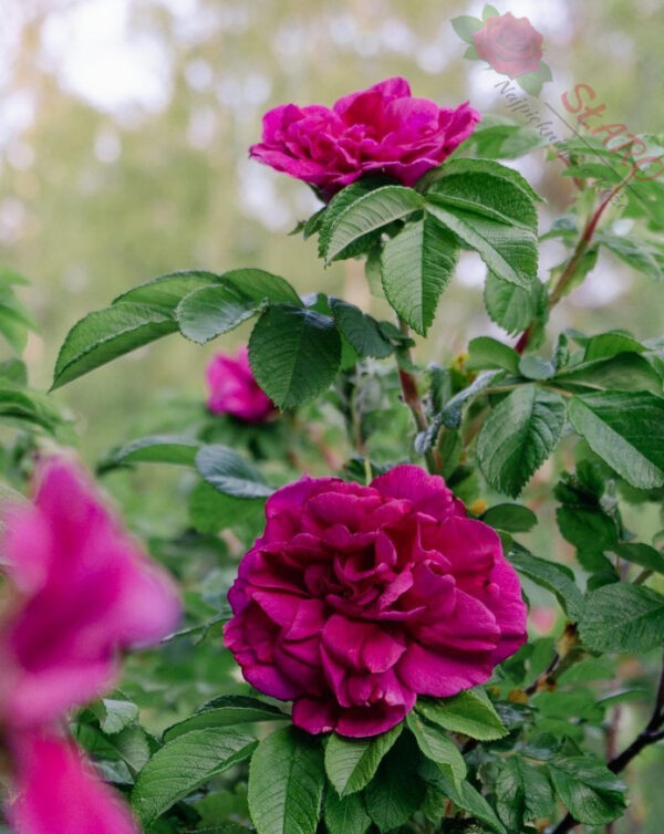 Rosa rugosa Hansa - Róża pomarszczona - obrazek 2