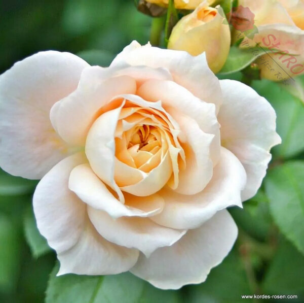 Lions-Rose® - Róża rabatowa - obrazek 3