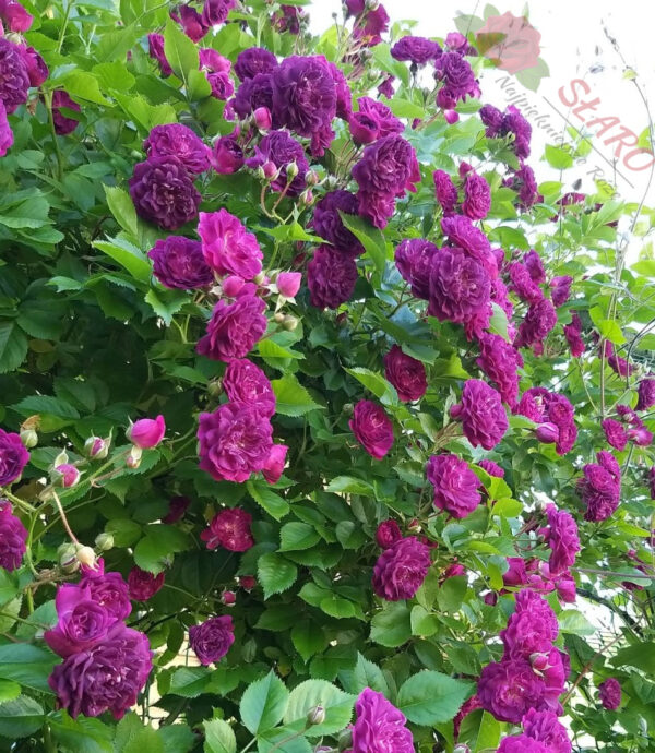 Bleu Magenta - Róża pnąca - obrazek 3