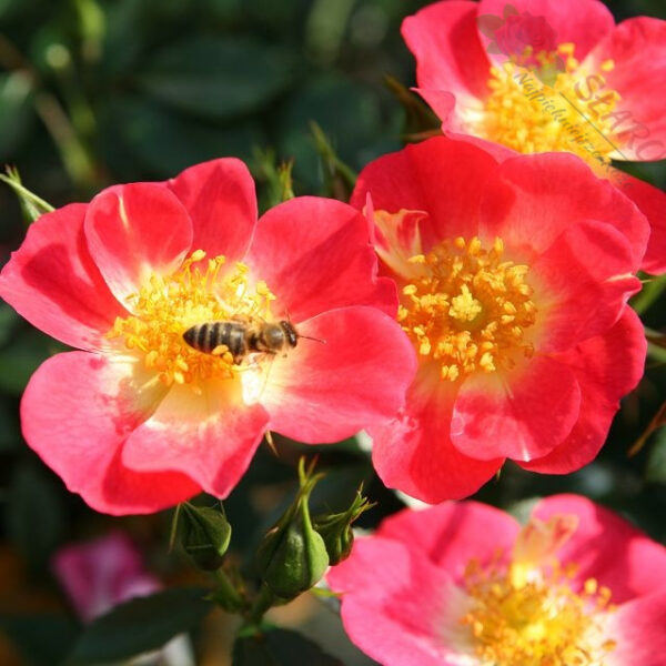 Bienenweide® Bicolor - Róża miniaturowa - obrazek 4