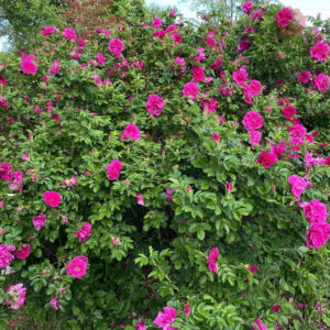 Rosa rugosa Hansa - Róża pomarszczona