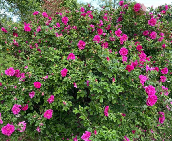 Rosa rugosa Hansa - Róża pomarszczona