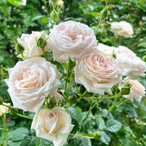 Madame Anisette® PARFUMA - Róża wielkokwiatowa