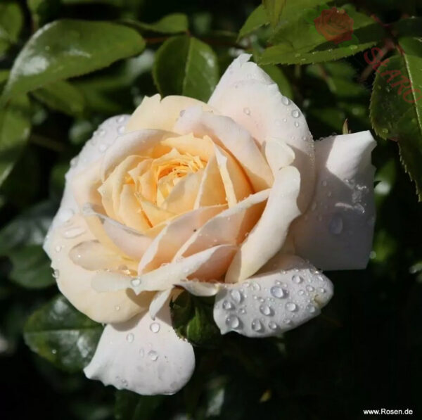 Lions-Rose® - Róża rabatowa - obrazek 4