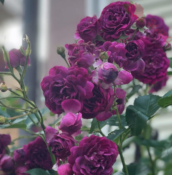 Bleu Magenta - Róża pnąca - obrazek 4