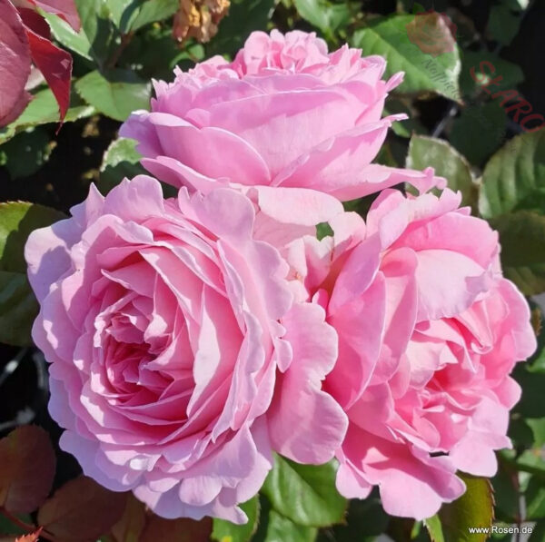 Rosengräfin Marie Henriette® - Róża rabatowa - obrazek 2