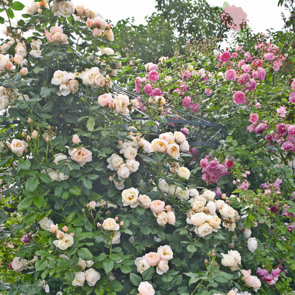 Uetersener Klosterrose® - Róża pnąca - obrazek 5