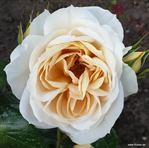 Lions-Rose® - Róża rabatowa - obrazek 5