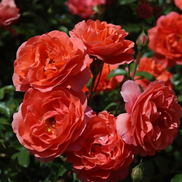 Theodor Fontane Rose® - Róża rabatowa - obrazek 5