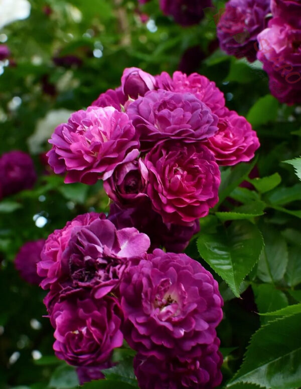Bleu Magenta - Róża pnąca - obrazek 5