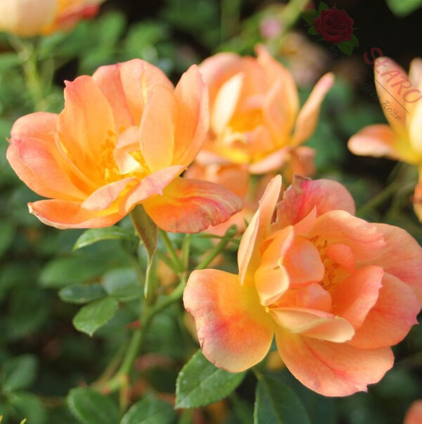 Bienenweide® Apricot – Róża miniaturowa - obrazek 5