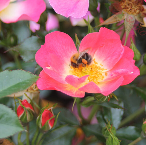 Bienenweide® Bicolor - Róża miniaturowa - obrazek 5