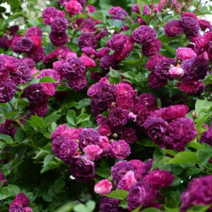 Bleu Magenta - Róża pnąca