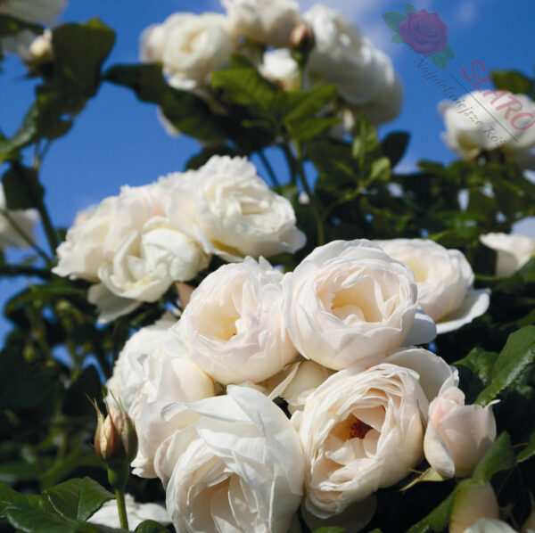 Uetersener Klosterrose® - Róża pnąca