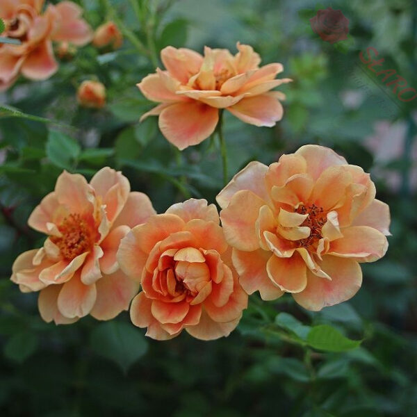 Bienenweide® Bernstein - obrazek 3