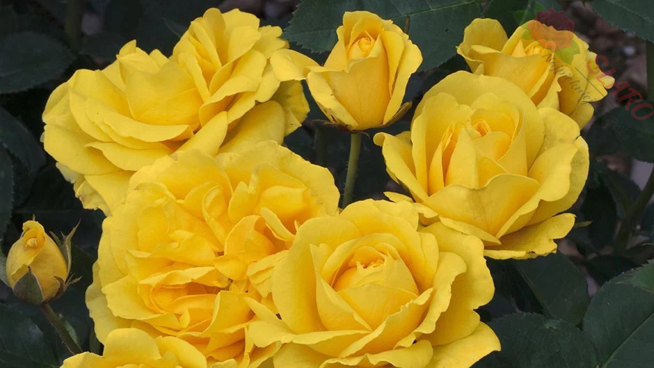 Carte d'Or® MEIdresia - Róża rabatowa - obrazek 2