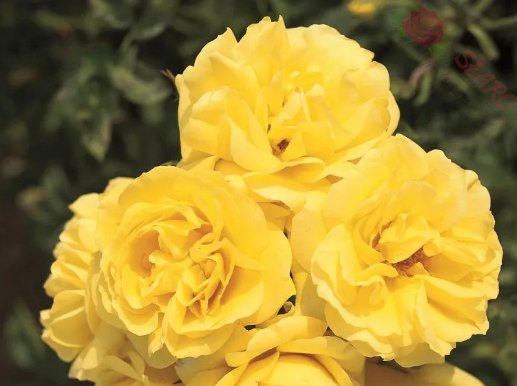 Carte d'Or® MEIdresia - Róża rabatowa