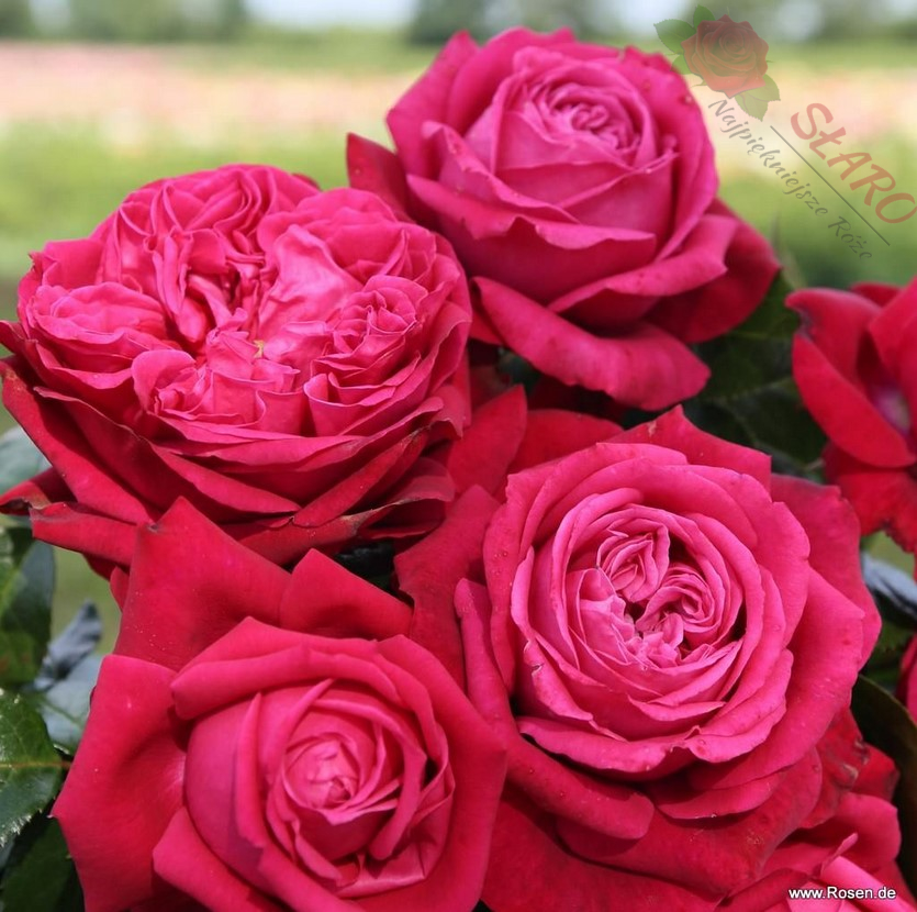 Ruby Kiss® - Róża wielkokwiatowa - obrazek 3