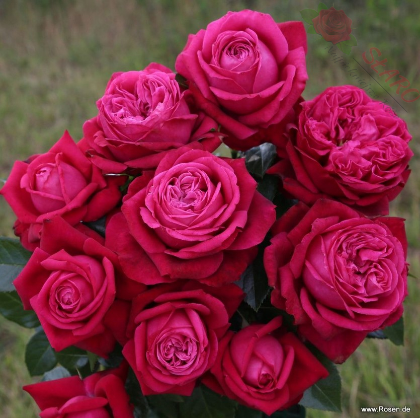 Ruby Kiss® - Róża wielkokwiatowa