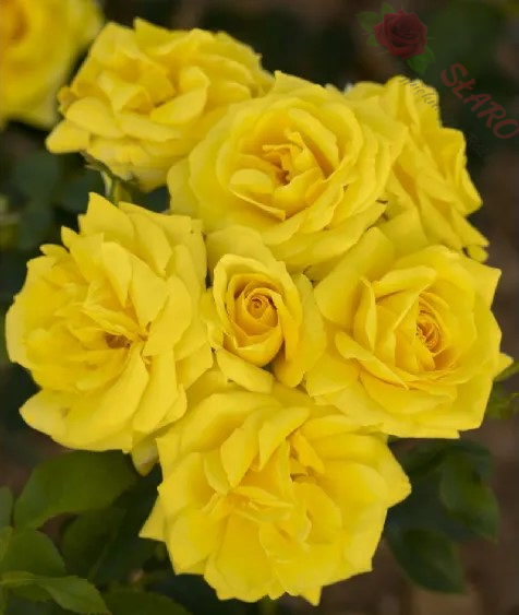 Carte d'Or® MEIdresia - Róża rabatowa - obrazek 4