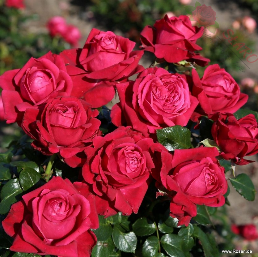 Ruby Kiss® - Róża wielkokwiatowa - obrazek 5