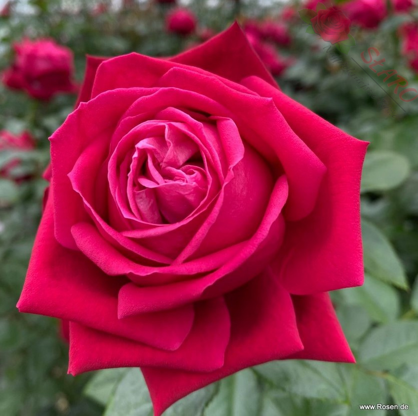 Ruby Kiss® - Róża wielkokwiatowa - obrazek 6