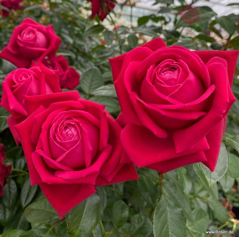 Ruby Kiss® - Róża wielkokwiatowa - obrazek 7