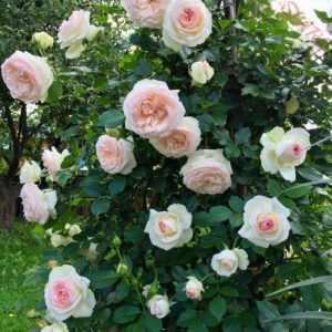 White Eden Rose®/Palais Royal® - Róża pnąca