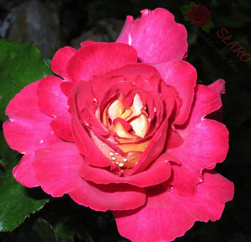 Bolshoi® - Róża wielkokwiatowa - obrazek 2