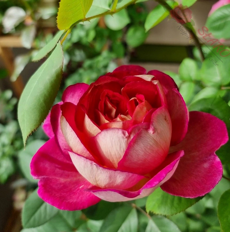 Bolshoi® - Róża wielkokwiatowa - obrazek 3