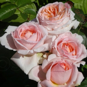 André le Nôtre® - Róża wielkokwiatowa