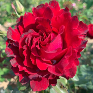 Barbara - Róża rabatowa