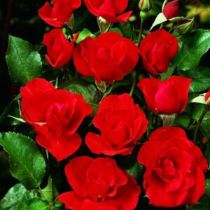 Matthias Meilland® - Róża rabatowa