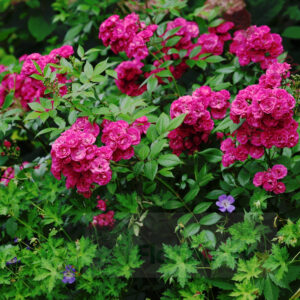 Dinky - Róża parkowa/piżmowa