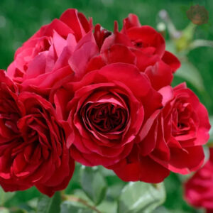 Mona Lisa® MEIlove - Róża rabatowa