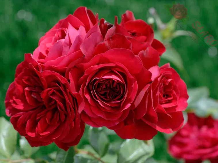 Mona Lisa® MEIlove - Róża rabatowa