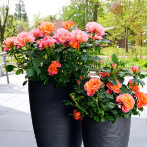 Sugar Candy Rose® - Róża miniaturowa