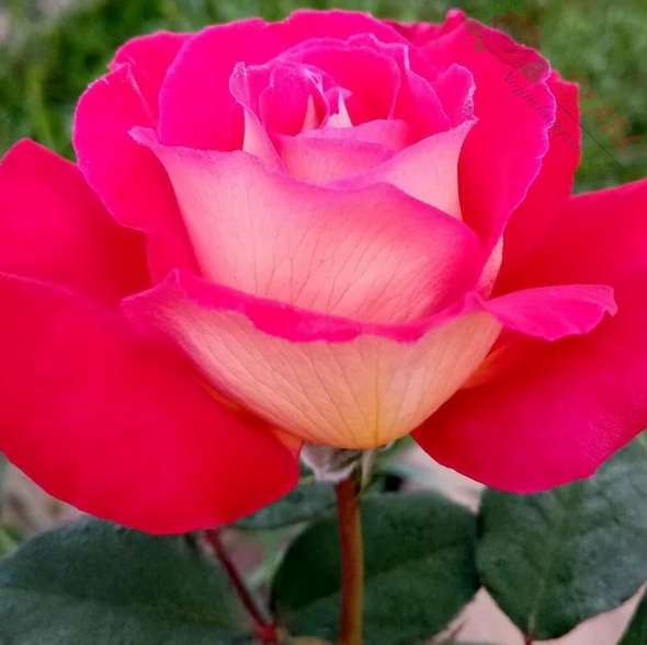 Bolshoi® - Róża wielkokwiatowa - obrazek 5